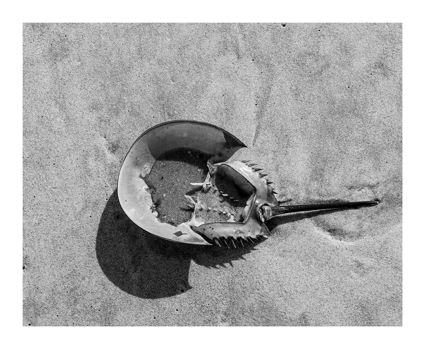 Horseshoe Crab Shell, Bethany Beach, Delaware