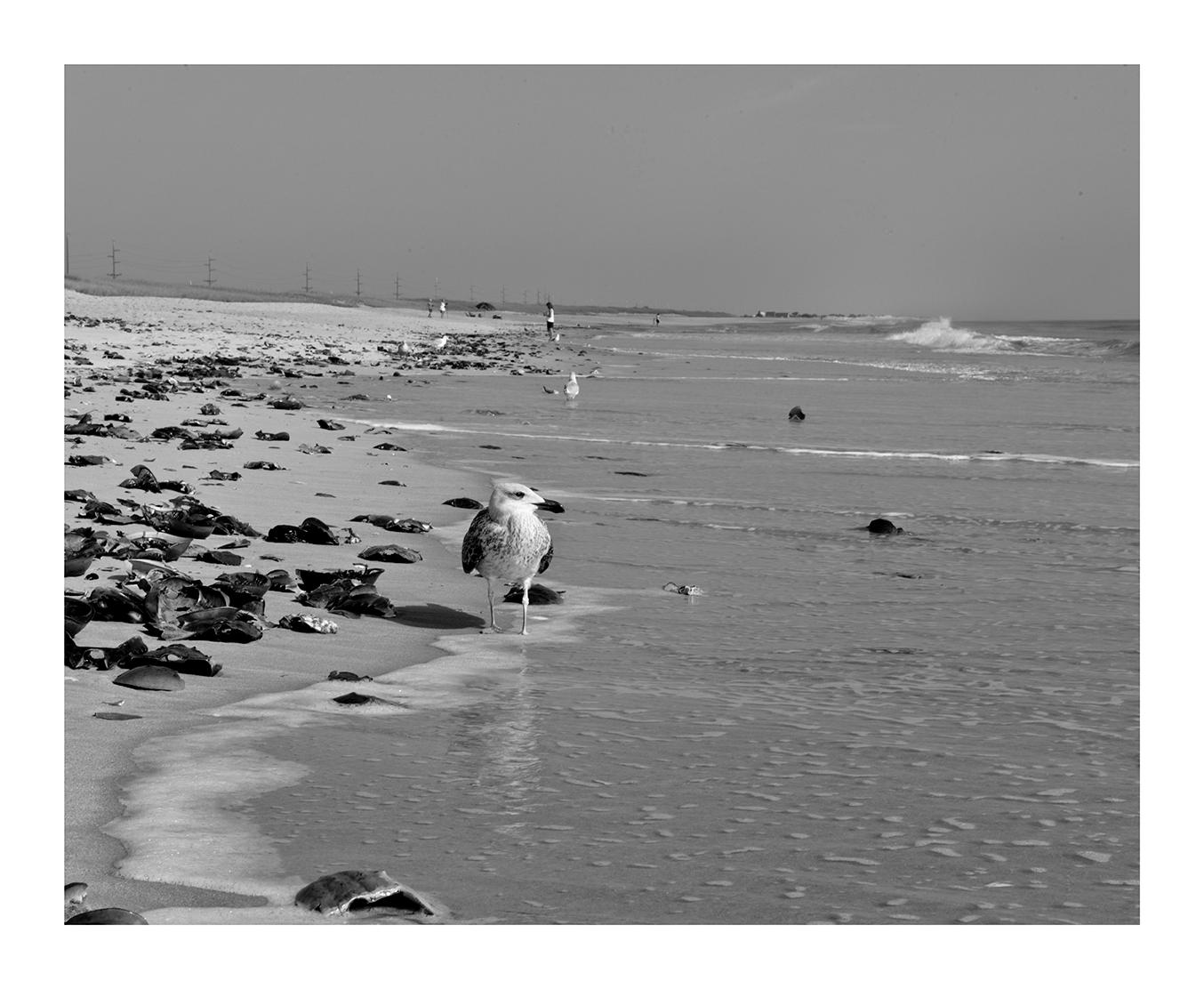 Cape Henlopen State Park, Delaware