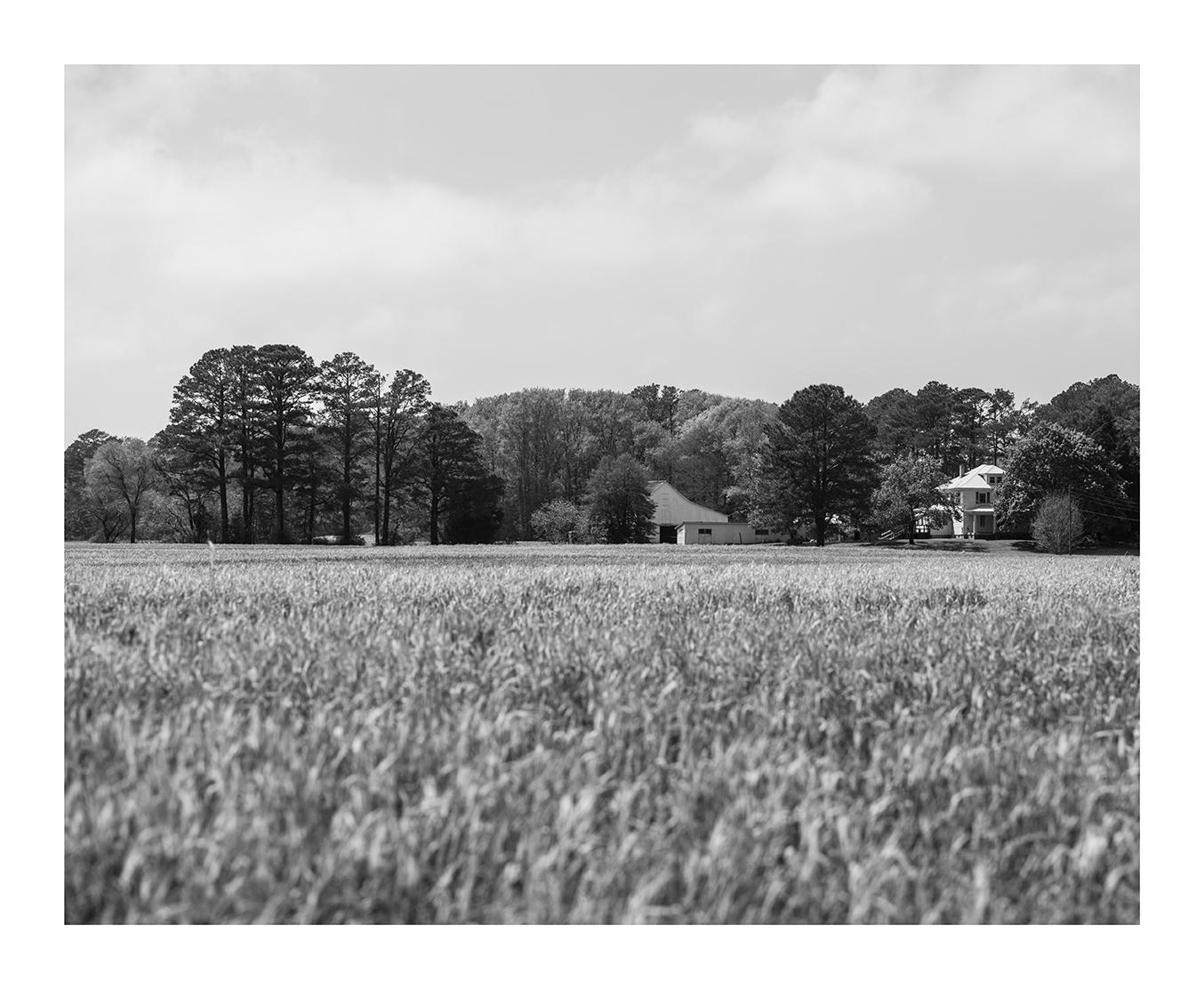 Wheat Field, Quantico, Maryland
