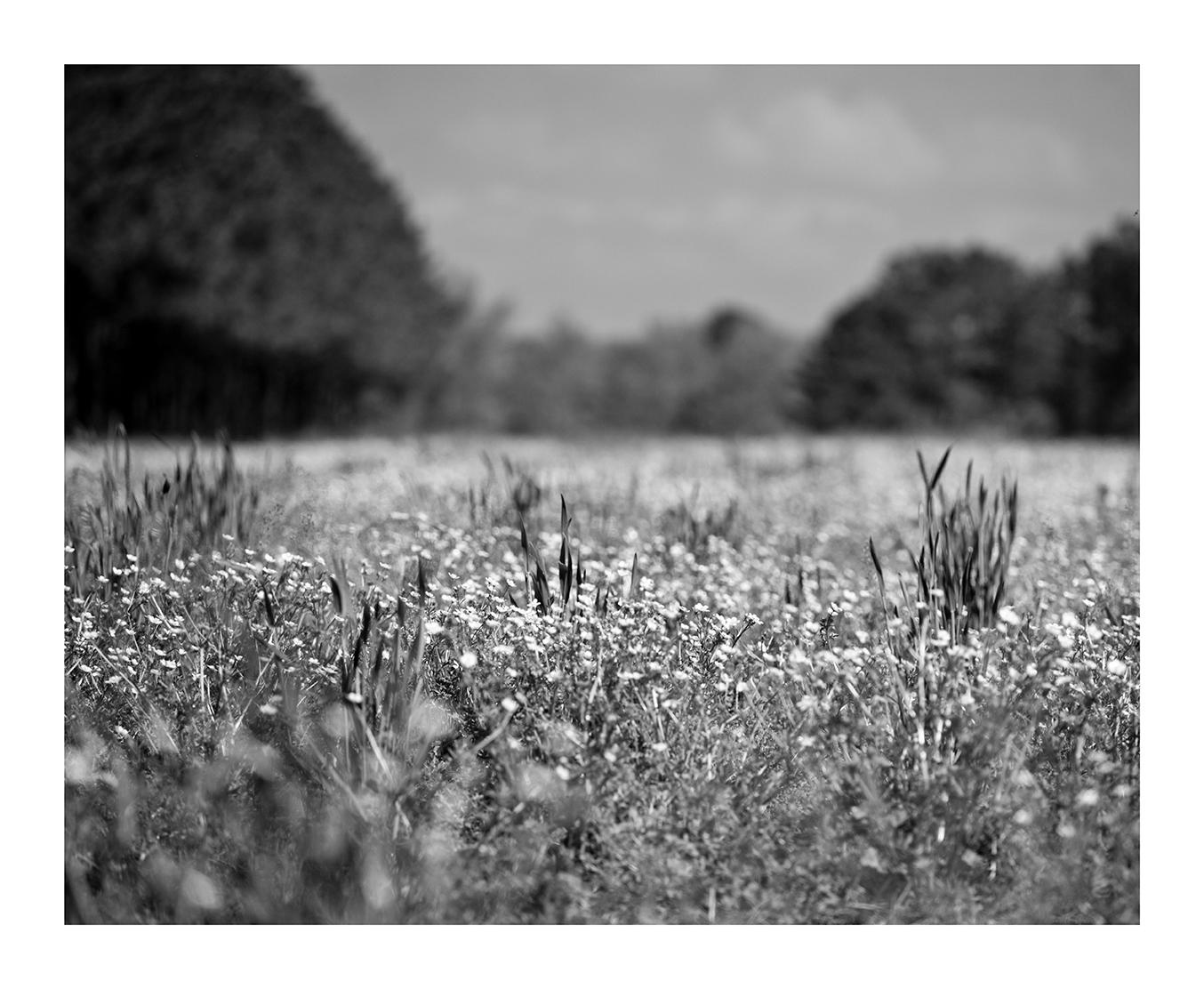 Weeds and Wildflowers, Quantico, Maryland