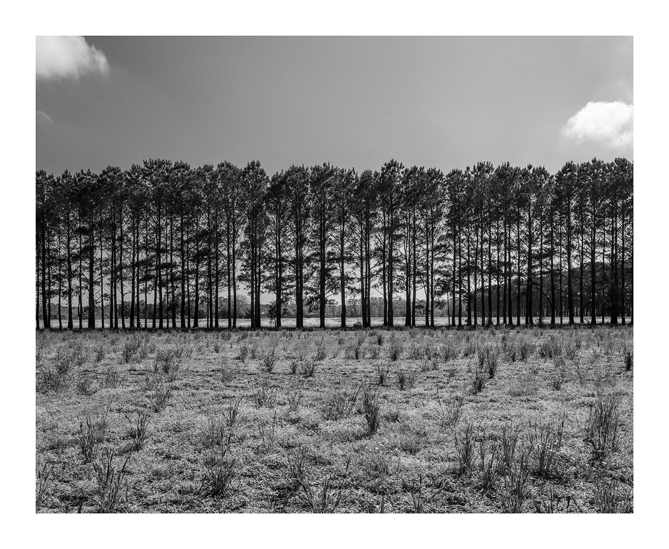 Loblolly Pine Trees, Quantico, Maryland
