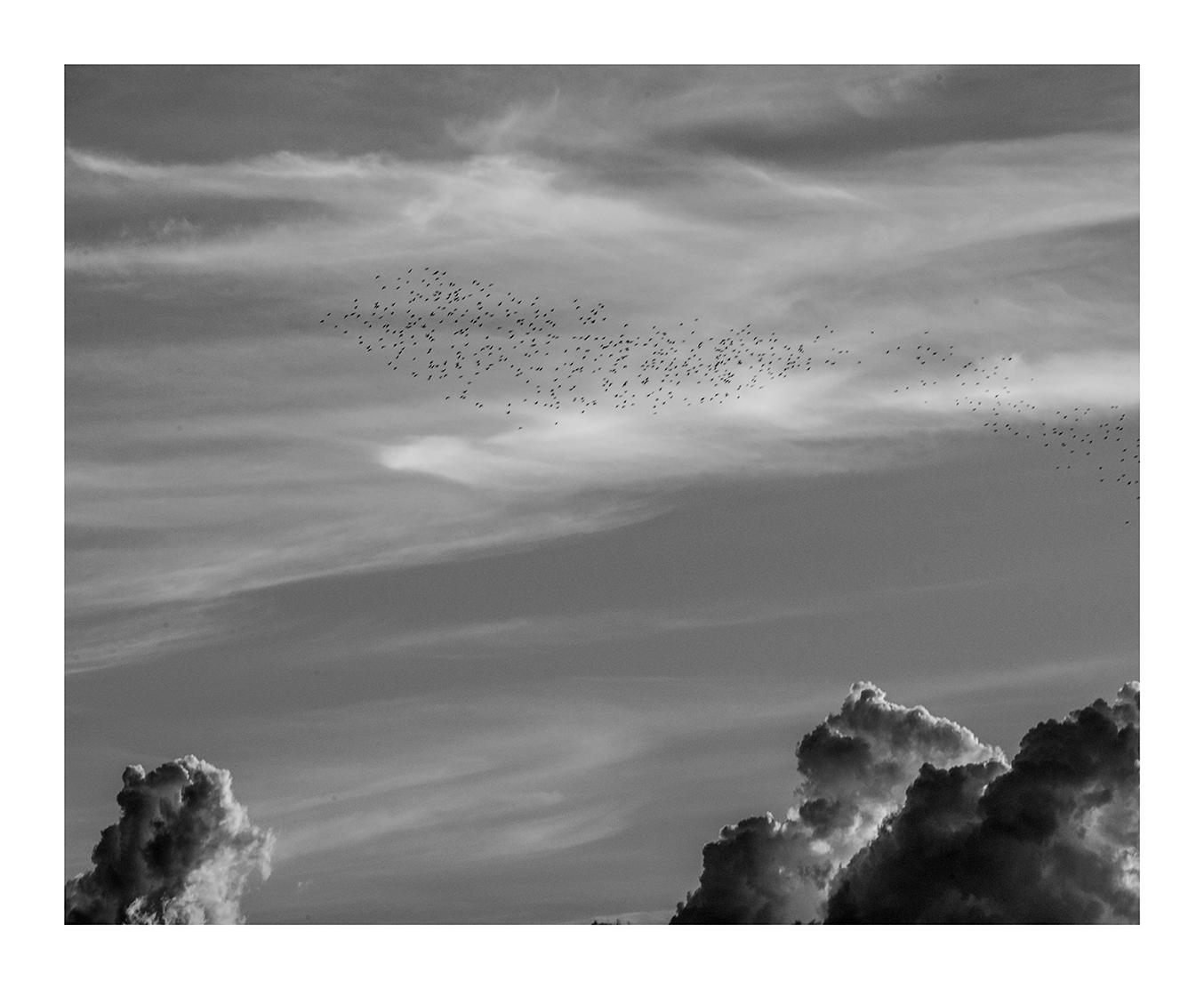 A flock of Starlings in the early evening sky, Salisbury, Maryland