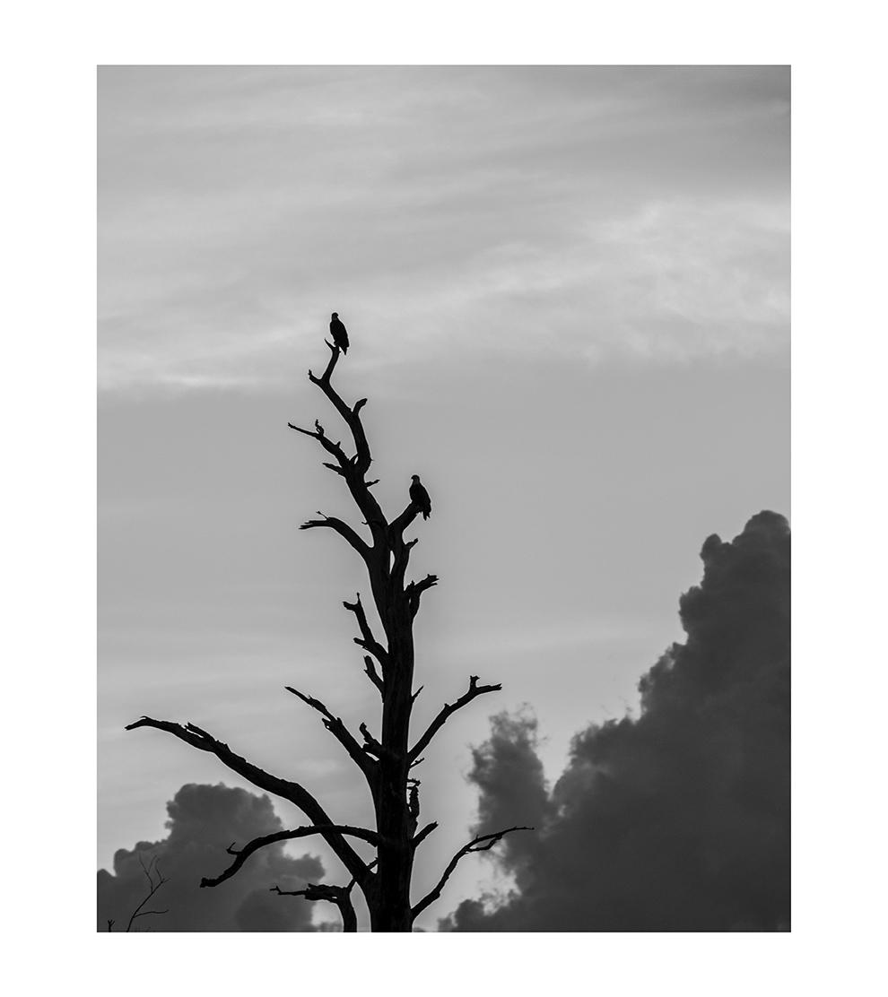Bald Eagles perched against a sunset sky, Eden, Maryland