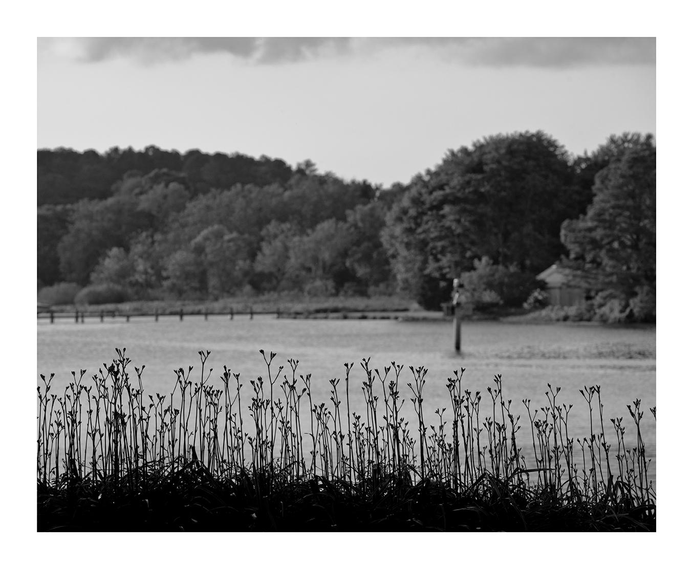 Tiger Lillies silhouetted against the Wicomico River, Salisbury, Maryland