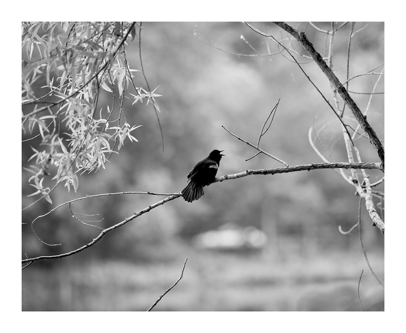 Baltimore Oriole, the State Bird of Maryland