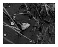 Clam Steel and Reeds, Wicomico River, Salisbury, Maryland