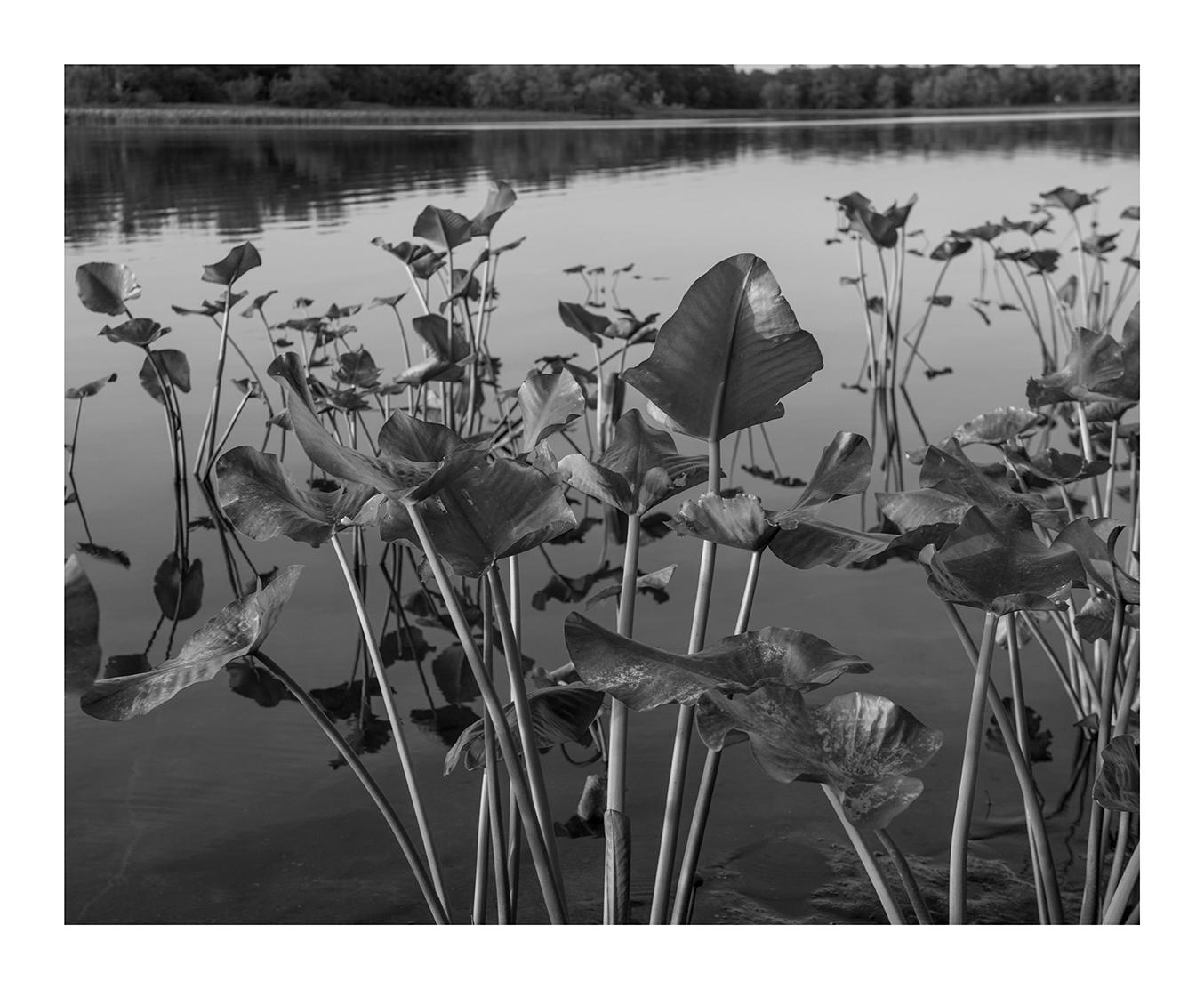 Tuckahoe Plants thrive along the shores of the slow moving rivers throughout the Tidewater region.