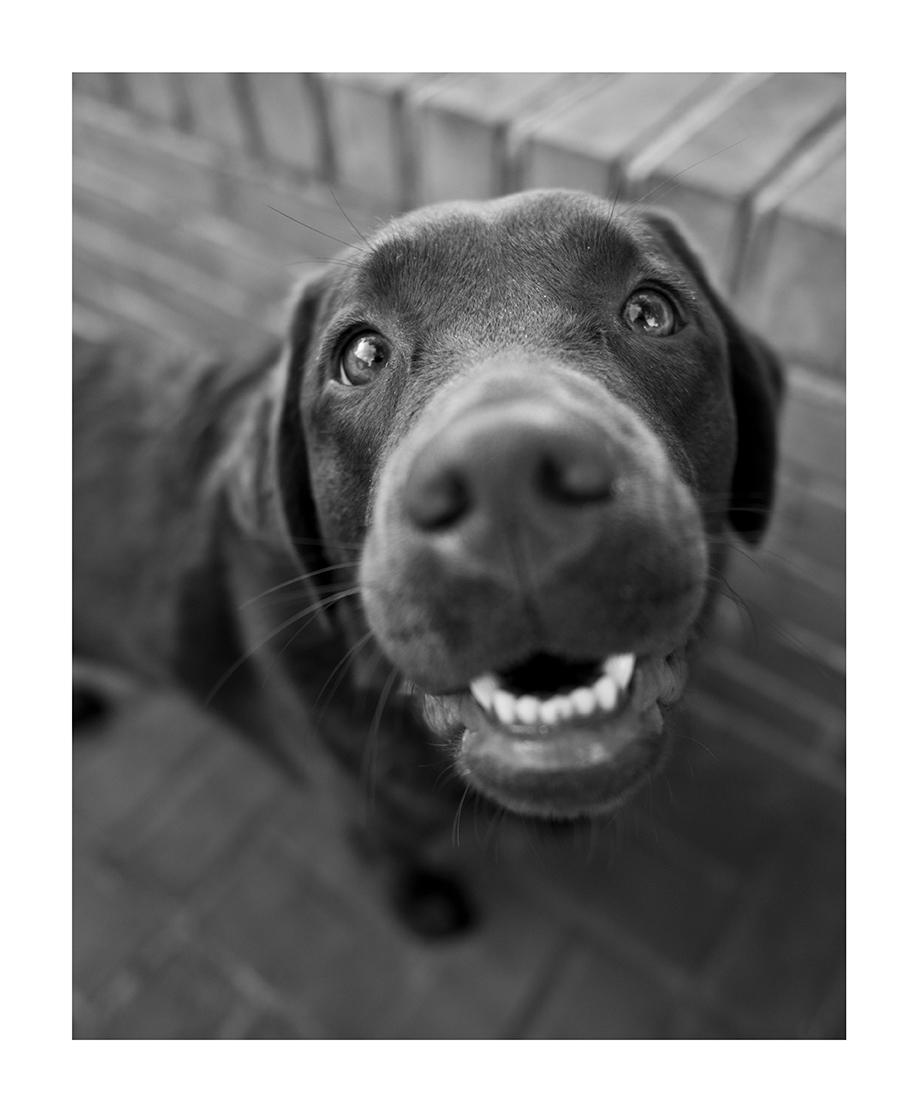 "Kiwi", a Chesapeake Bay Retriever, prized by hunters for their sweet disposition, swimming prowess and ability to withstand frigid water temperatures