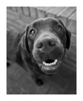 "Kiwi", a Chesapeake Bay Retriever, prized by hunters for their sweet disposition, swimming prowess and ability to withstand frigid water temperatures