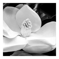 My Mother's Magnolia, Salisbury, Maryland